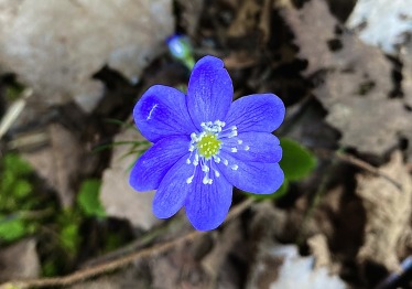 augalu-atpazinimas-su-plantnet_57_01787213640-8b1e13dd185485ff89590758edbbc07f.jpeg
