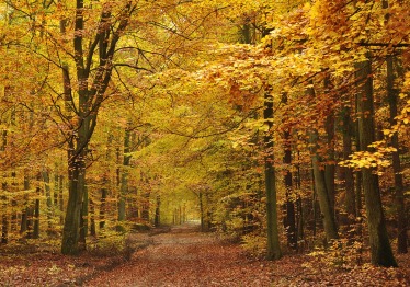 kazkar-autumn-6968812_1786089446-e525dad51aaf86e0f937dba642dceb77.jpg