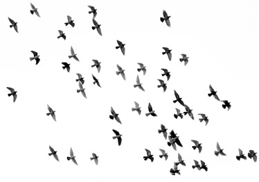 mehdi-sepehri-cx0yxw38cx8-unsplash_1786703548-bd7dcd981fe37058b72857d5ba4bcb3e.jpg