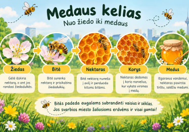 miesto-bites-ir-medaus-kelias_57_01790938003-b15ae531b175de39021175857c40baa4.png