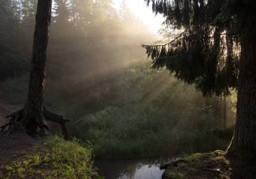 misko-gyvunu-svente_57_01782745880-8cec6103f963274a636e61faeb266629.jpg
