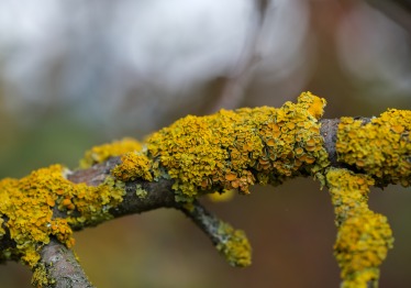 nickype-lichen-7534074_1786019469-dbf3b7be8f4b6aab3de59afc5b341fba.jpg