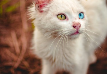 nicolas-flor-d0wrnj2krrg-unsplash_1787299958-593a3e0f09976142aa59942dca45013b.jpg