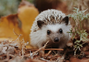 sierra-nicole-narvaeth-d09nooc3xqw-unsplash_1787308054-aa3389c2e855bd503c5ce385d284759a.jpg