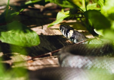 valdemars-magone-vbouak-idpg-unsplash_1786535561-6b9b3cf0b1d9ddf5aea09dbc012b6076.jpg