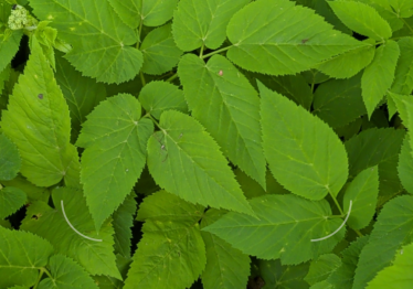 visoriu-misko-parko-turtai_57_01781044278-4a138931465f3fce9dd02ca0d819241f.png