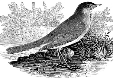 vizetelly-nightingale-5880255_1787232587-d312a6733ada7486a4ccd5858987e1a5.jpg
