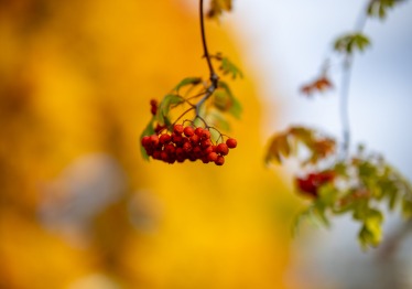 vms_5246_1786967774-205d0941f3786d34715bbde582885676.jpg